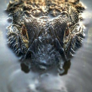 photo of alligator