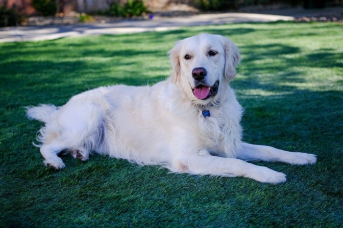 photo of dog