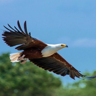 photo of eagle