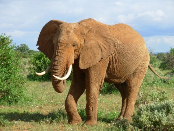 photo of elephant