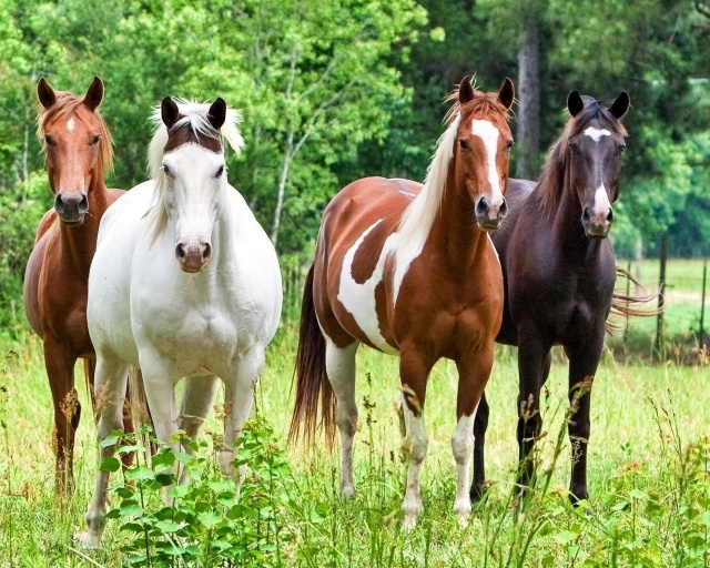 photo of horse