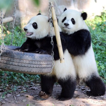 photo of panda