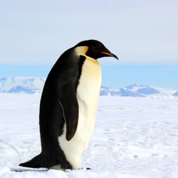 photo of penguin