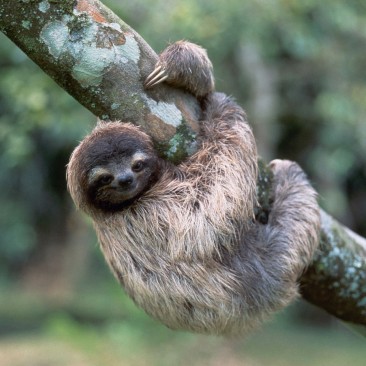 photo of sloth